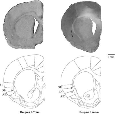 Functional Analysis of Rhythmic Jaw Movements Evoked by Electrical Stimulation of the Cortical Masticatory Area During Low Occlusal Loading in Growing Rats